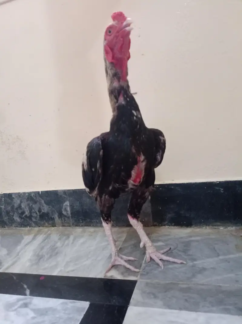 asel Murgha hai jisne Lena haI rabta Karo — photo 9