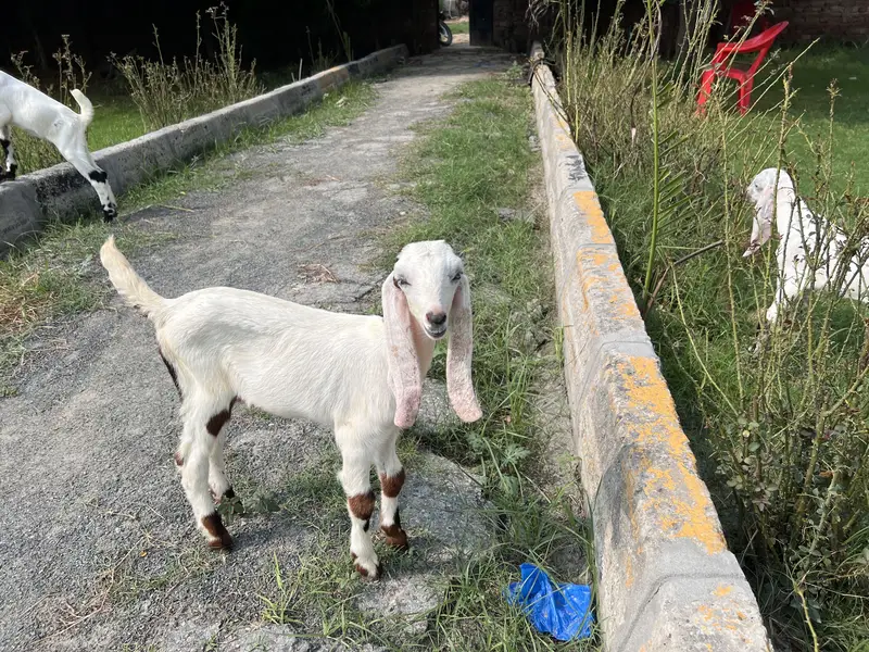 1 Bakri aur 6 bachay — photo 4