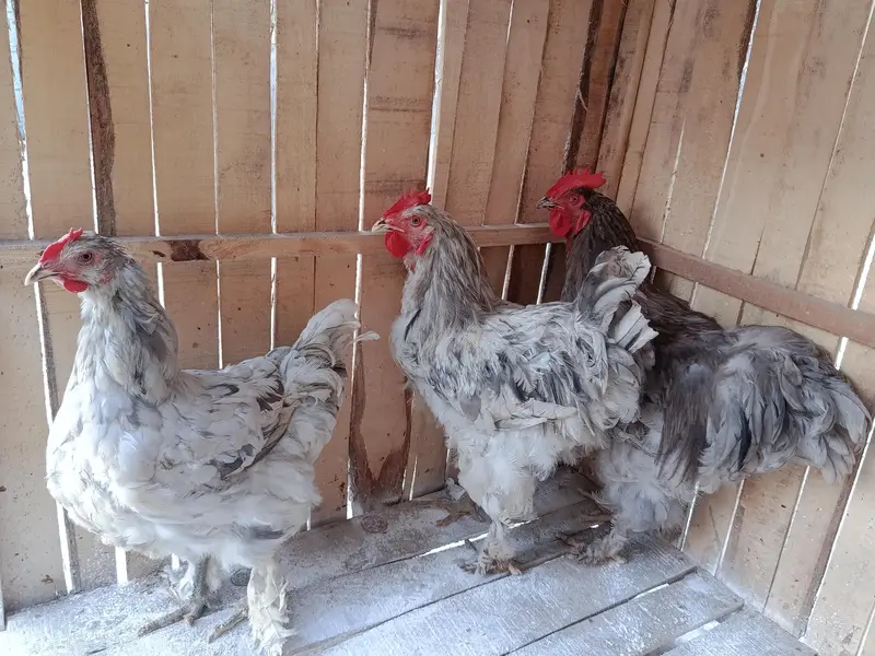Blue splash  heavy buffs breeder trio — photo 2