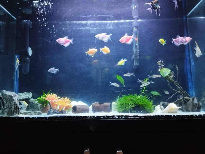 Aquarium Complete Setup 1