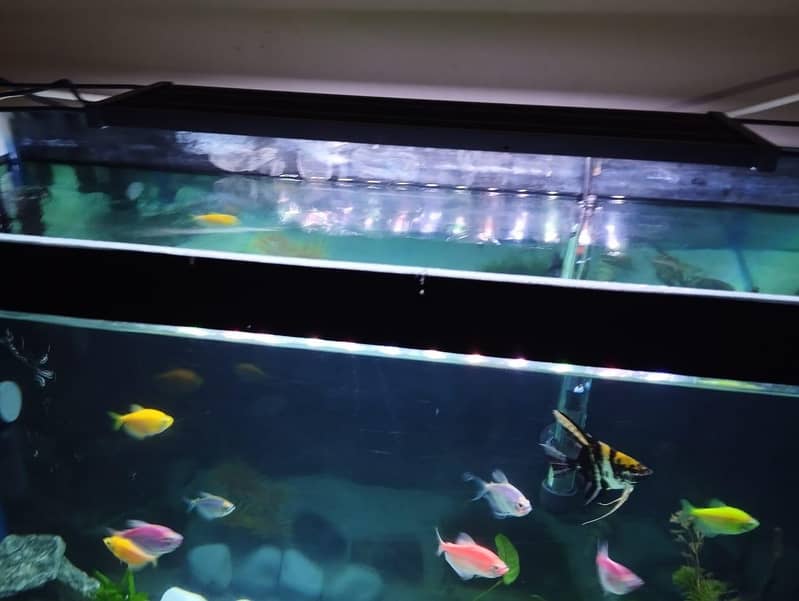Aquarium Complete Setup 2