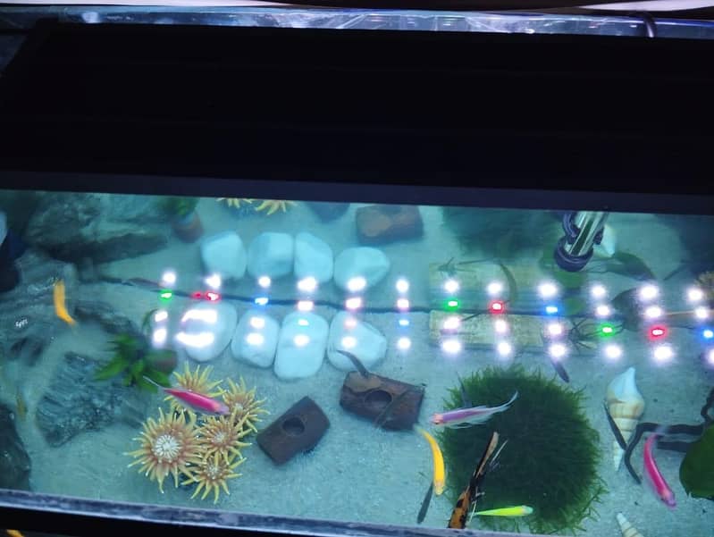 Aquarium Complete Setup 3