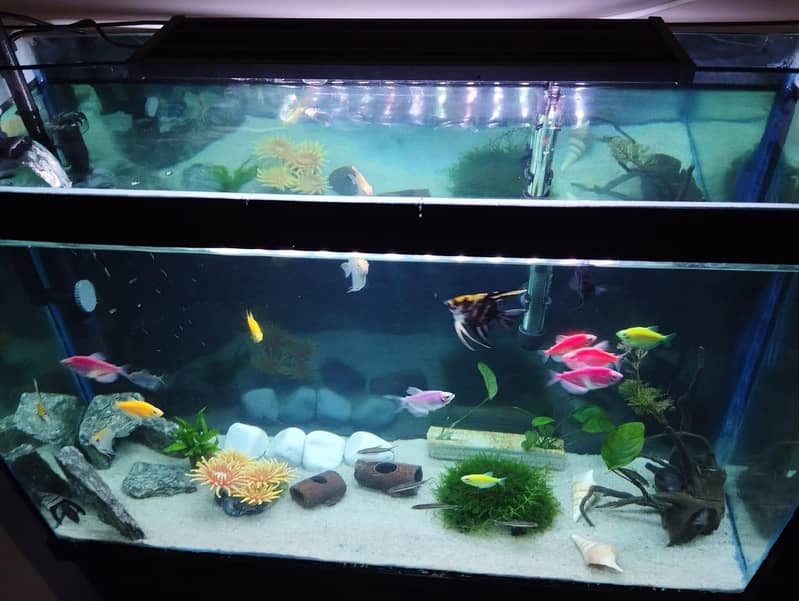 Aquarium Complete Setup 4