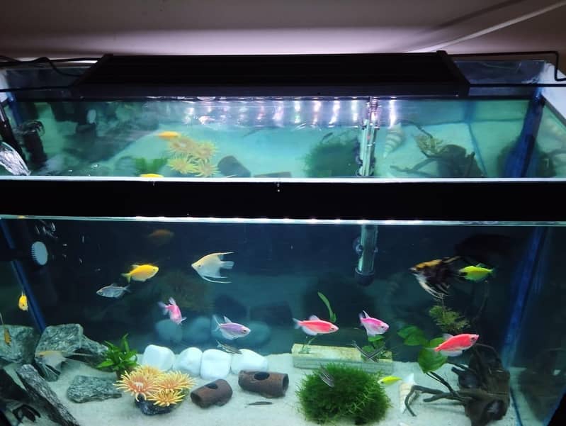 Aquarium Complete Setup 5