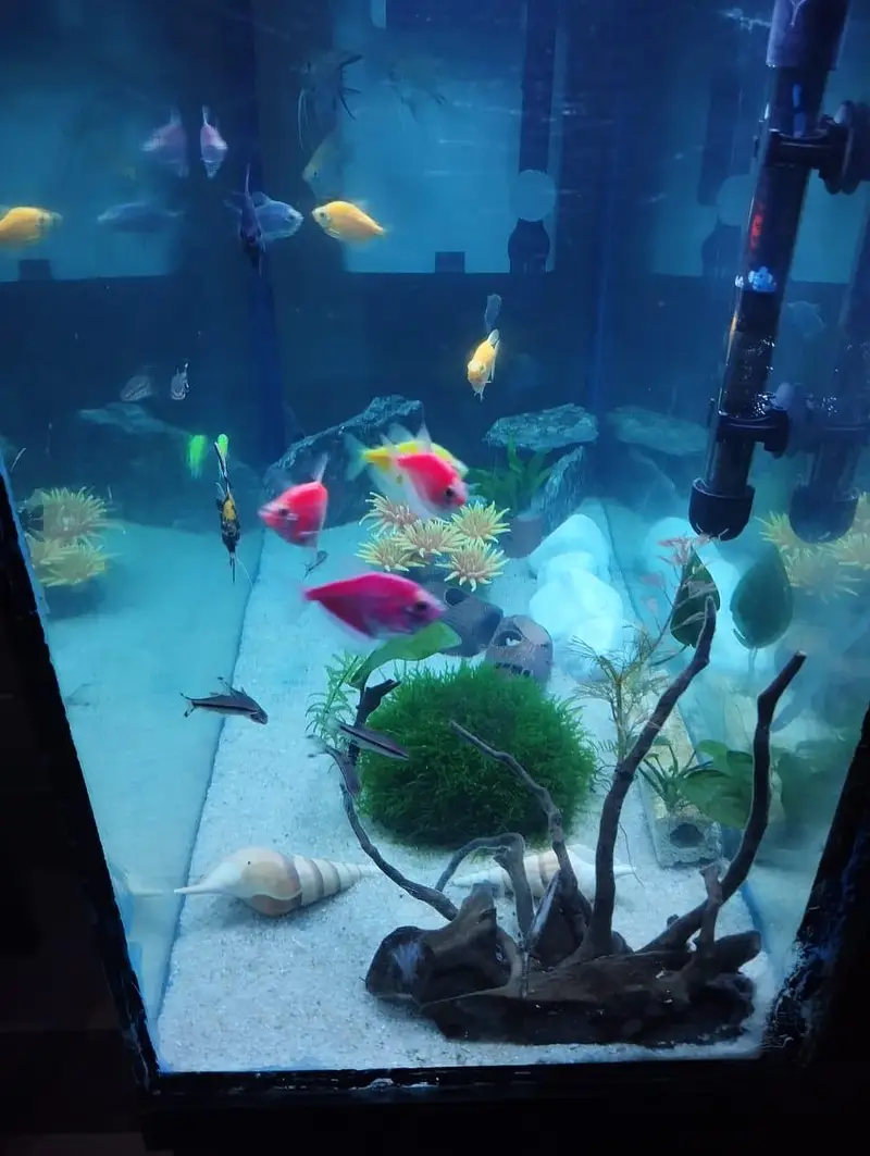 Aquarium Complete Setup — photo 7