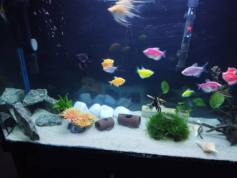 Aquarium Complete Setup 7
