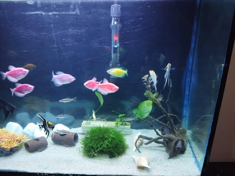 Aquarium Complete Setup 8