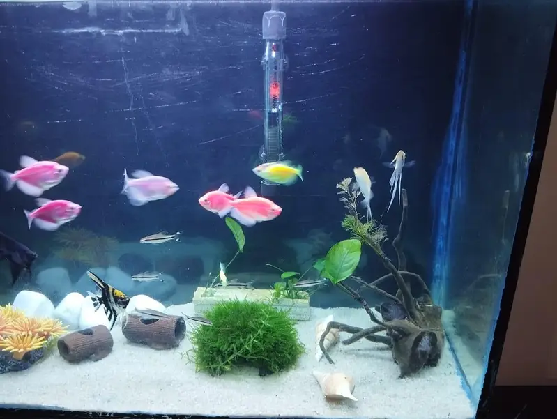 Aquarium Complete Setup — photo 9