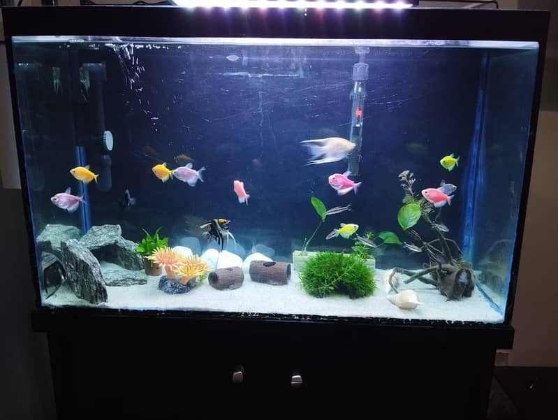 Aquarium Complete Setup 9