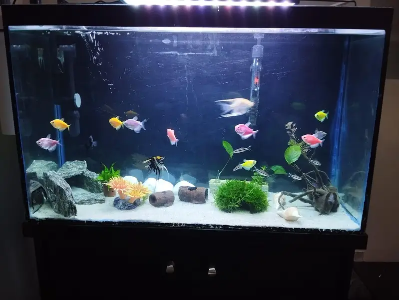 Aquarium Complete Setup — photo 10