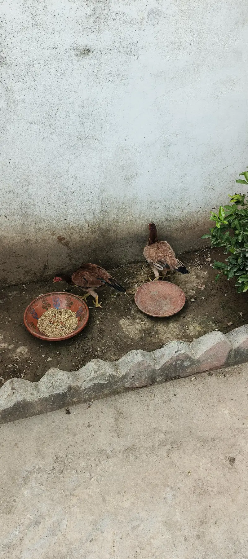 peeli aseel madian — photo 2