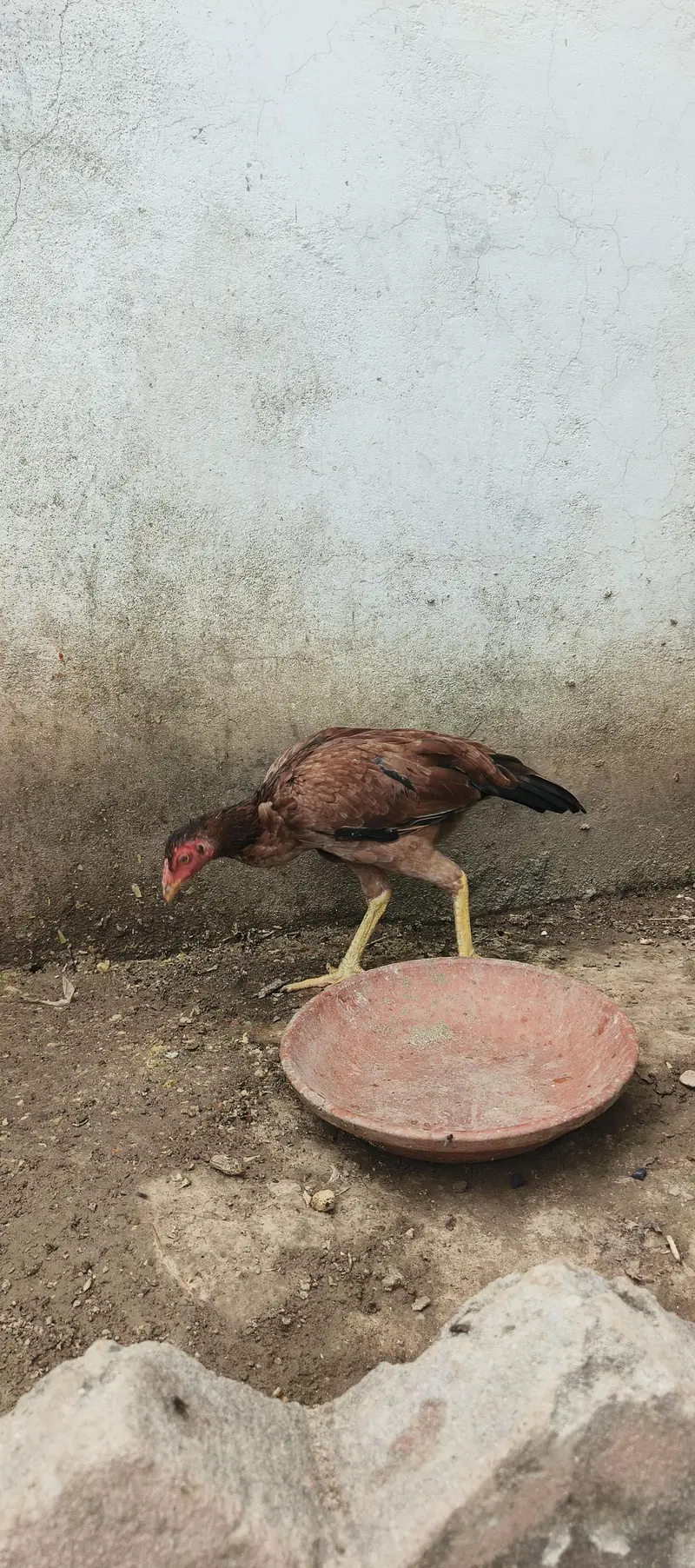peeli aseel madian — photo 5