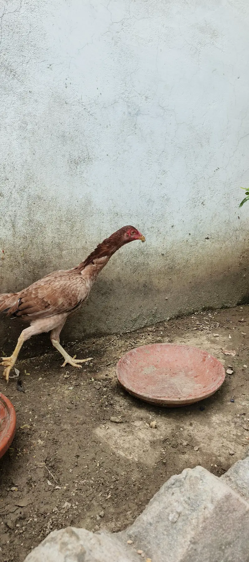 peeli aseel madian — photo 6