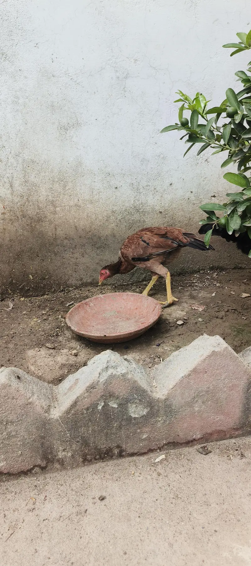 peeli aseel madian — photo 8