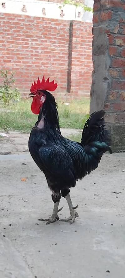 Australorp Murgha & Murghiyan available