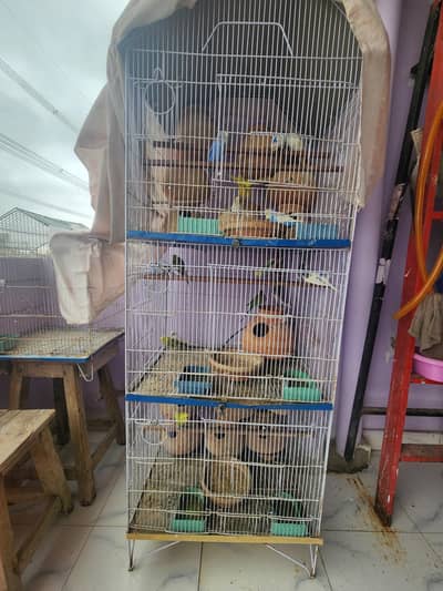 10 pairs fully home breed colorful Budgies+Cage and accessories