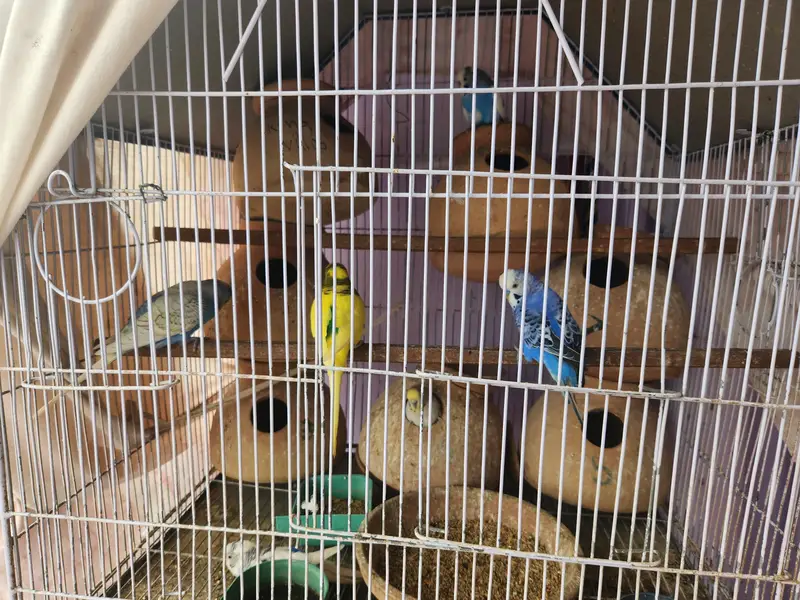 10 pairs fully home breed colorful Budgies+Cage and accessories — photo 2
