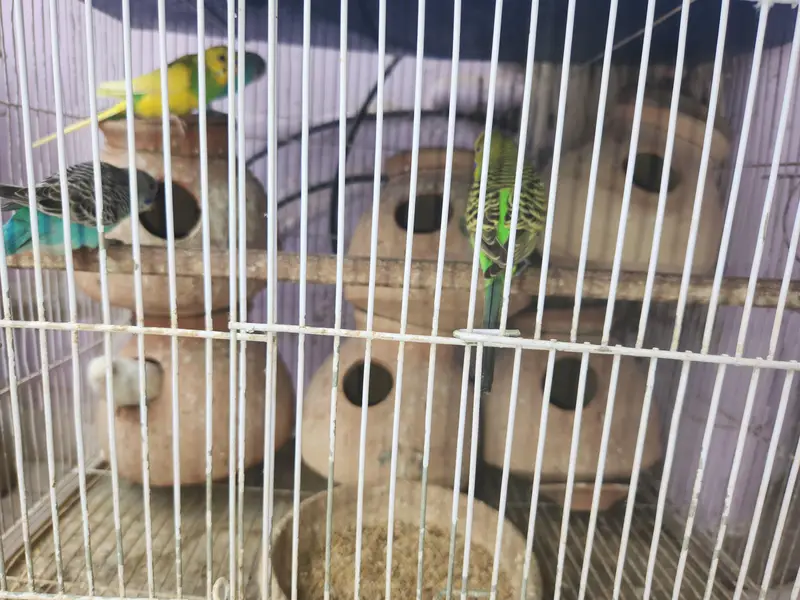 10 pairs fully home breed colorful Budgies+Cage and accessories — photo 3