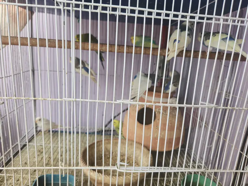 10 pairs fully home breed colorful Budgies+Cage and accessories — photo 4