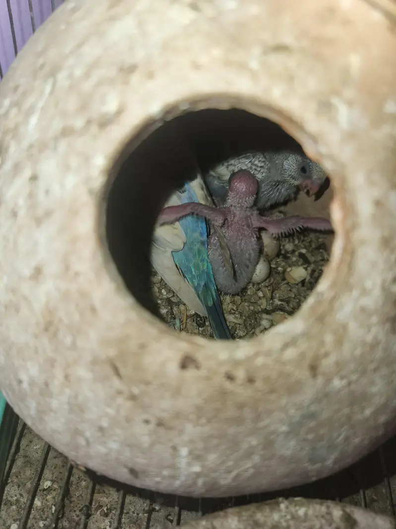 10 pairs fully home breed colorful Budgies+Cage and accessories — photo 5
