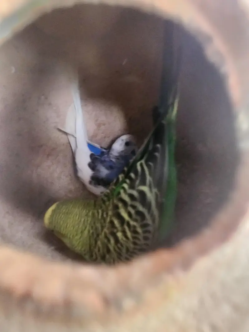 10 pairs fully home breed colorful Budgies+Cage and accessories — photo 6