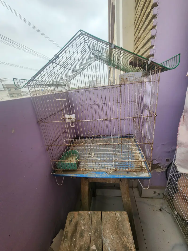 10 pairs fully home breed colorful Budgies+Cage and accessories — photo 7