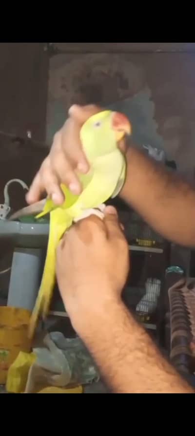 Hand tame talking raw male