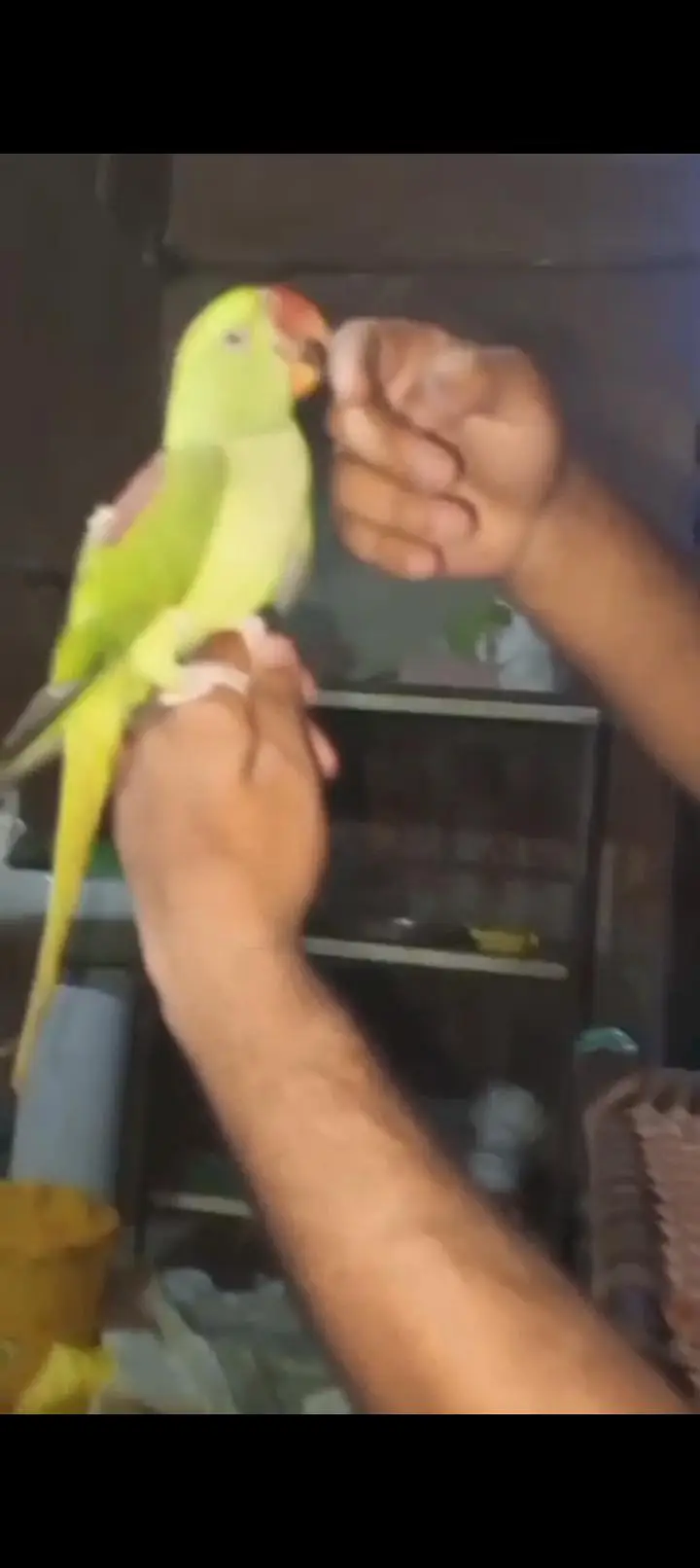 Hand tame talking raw male — photo 3