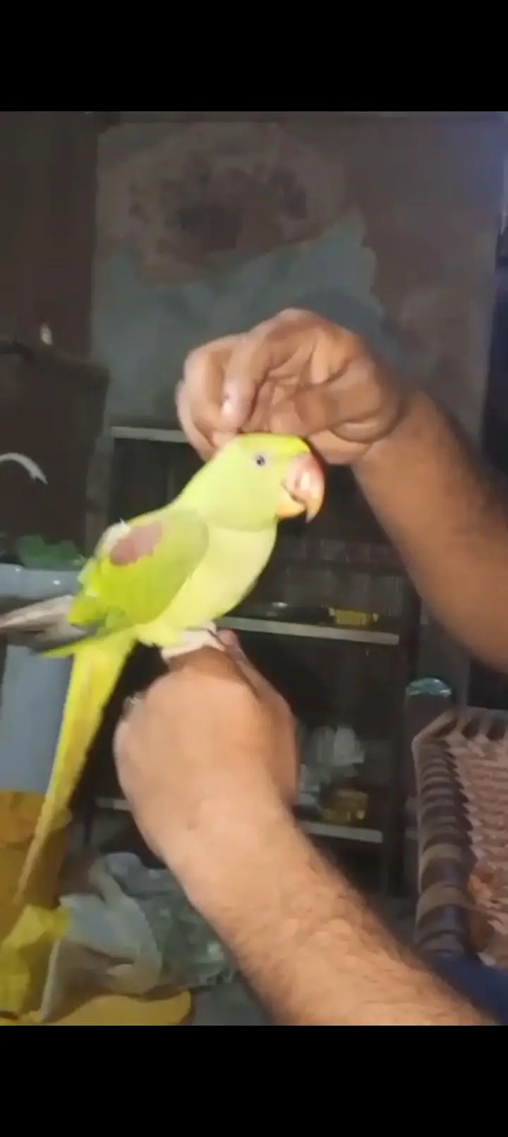 Hand tame talking raw male — photo 4