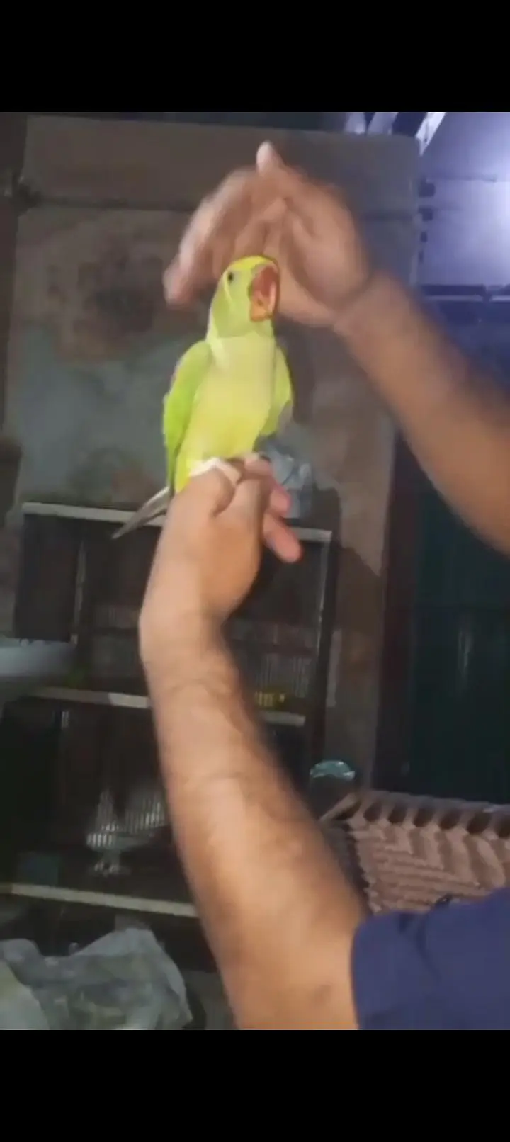 Hand tame talking raw male — photo 5