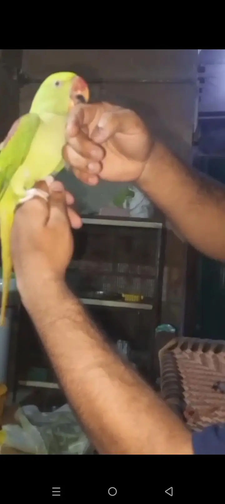 Hand tame talking raw male — photo 6