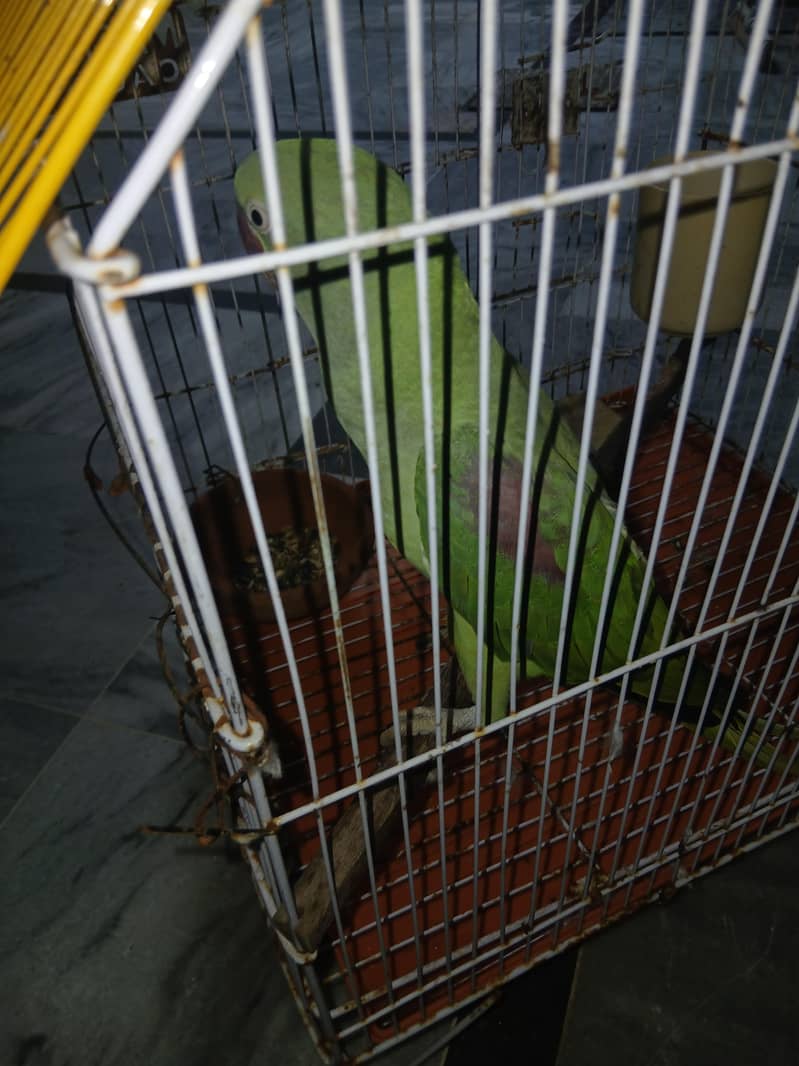 Raw Parrot 0