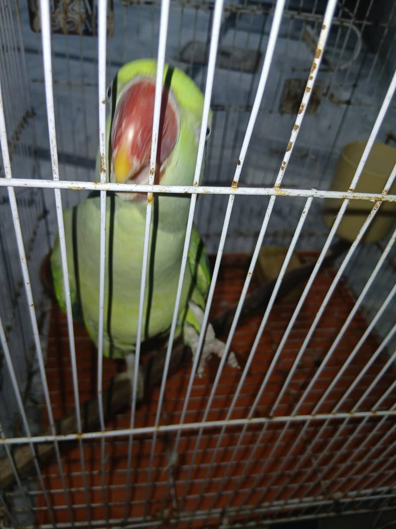 Raw Parrot 1