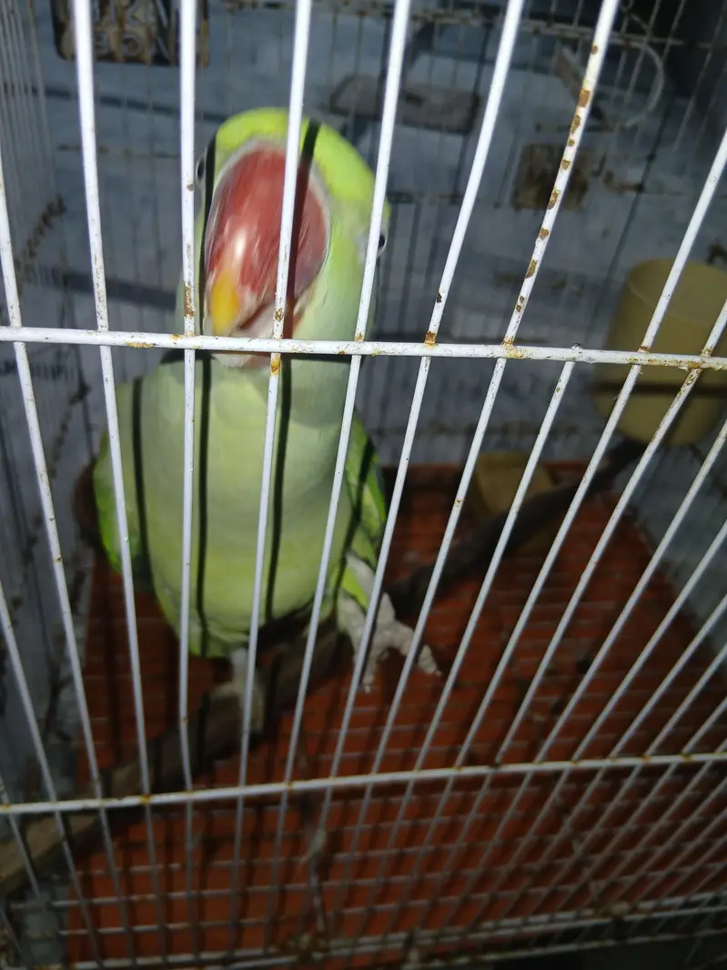 Raw Parrot — photo 2