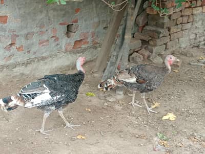 gouldian Finch or turkey  bird breeder for sale location jauharabad