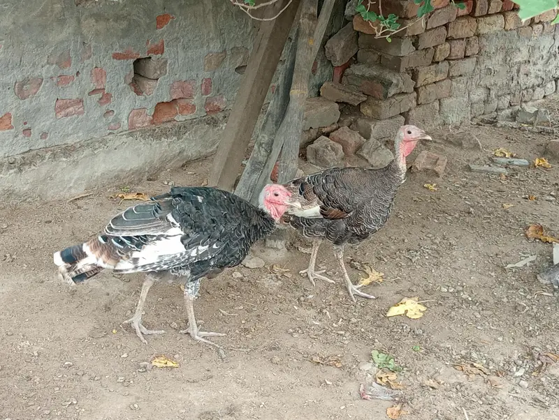 gouldian Finch or turkey  bird breeder for sale location jauharabad — photo 2
