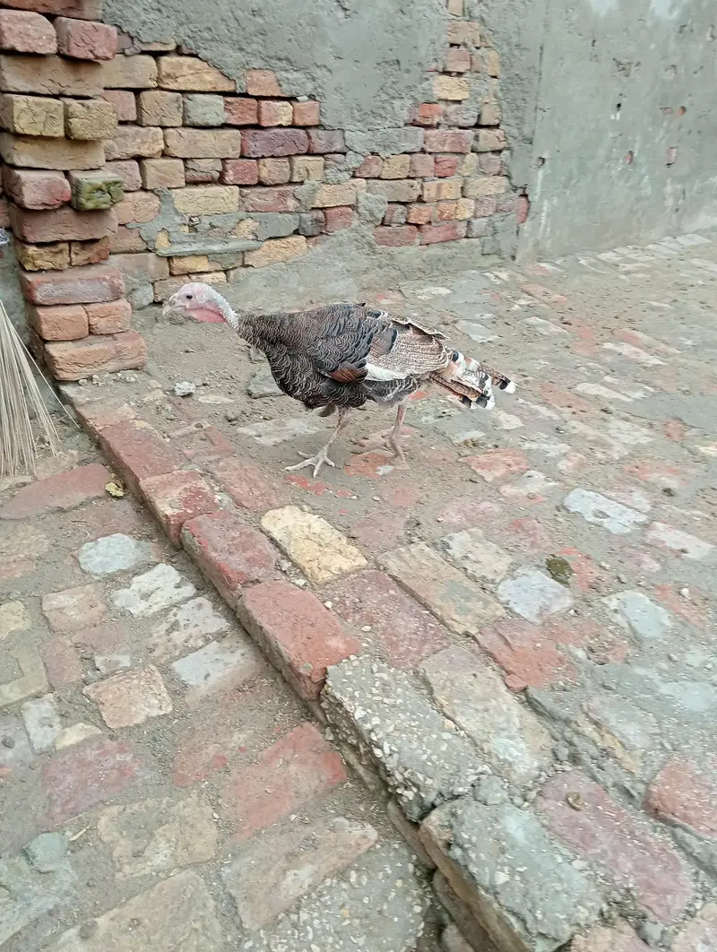 gouldian Finch or turkey  bird breeder for sale location jauharabad — photo 3
