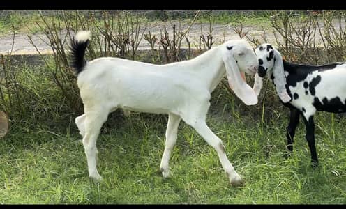 1 Bakri aur 6 bachay