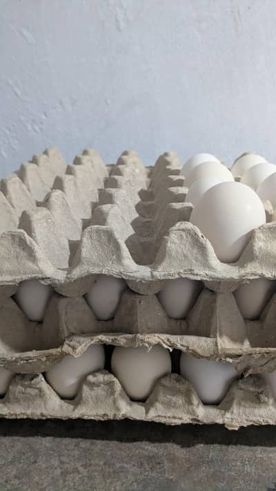 Fertile eggs and table eggs