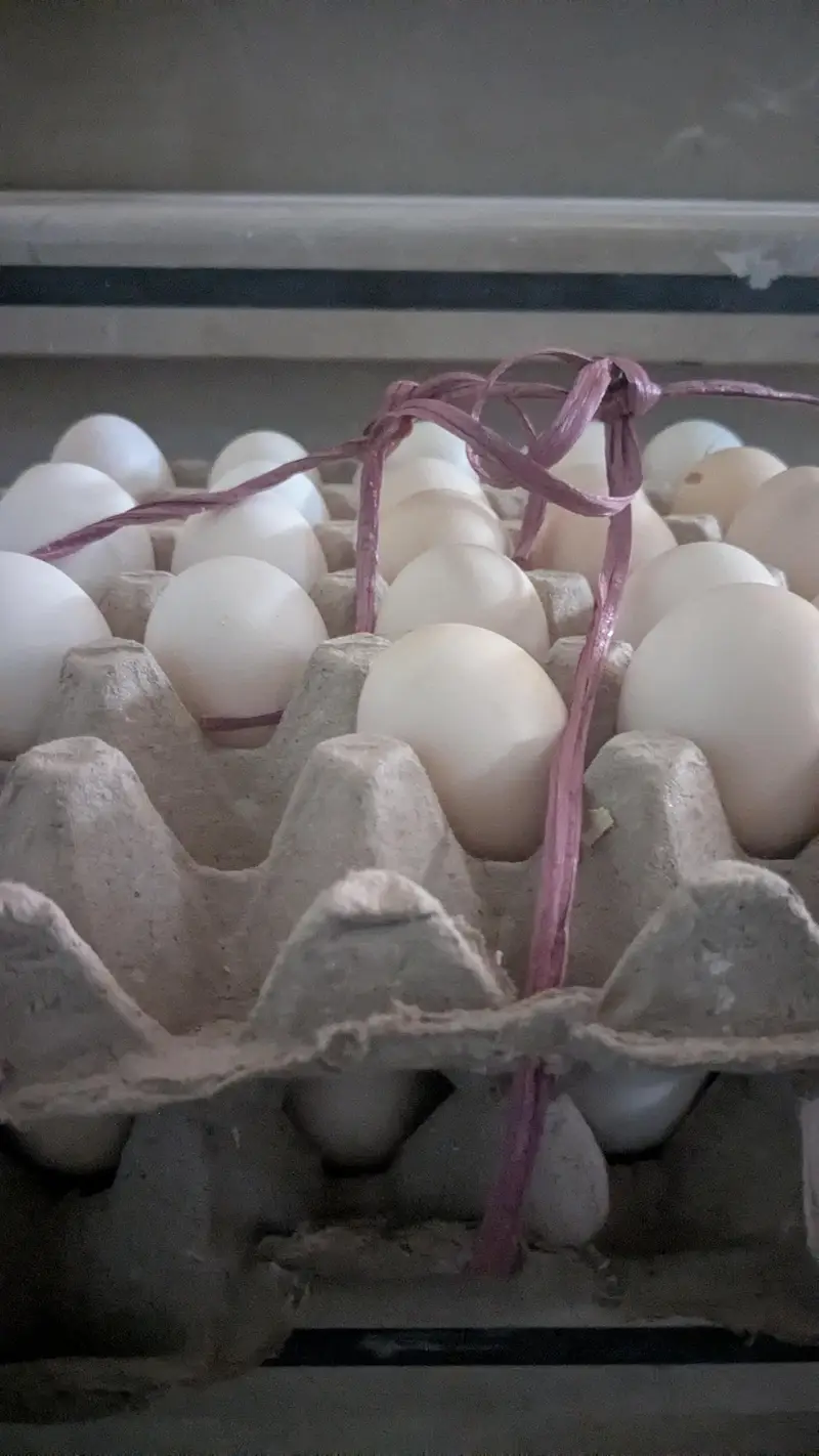 Fertile eggs and table eggs — photo 2