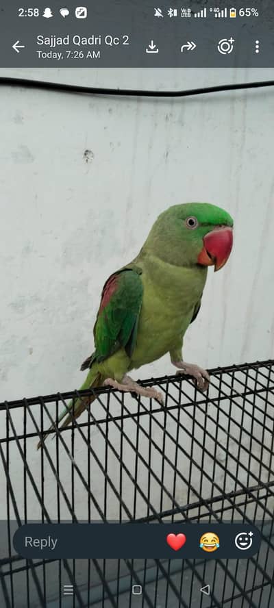 0324.2060400 raw parrot pair for sale