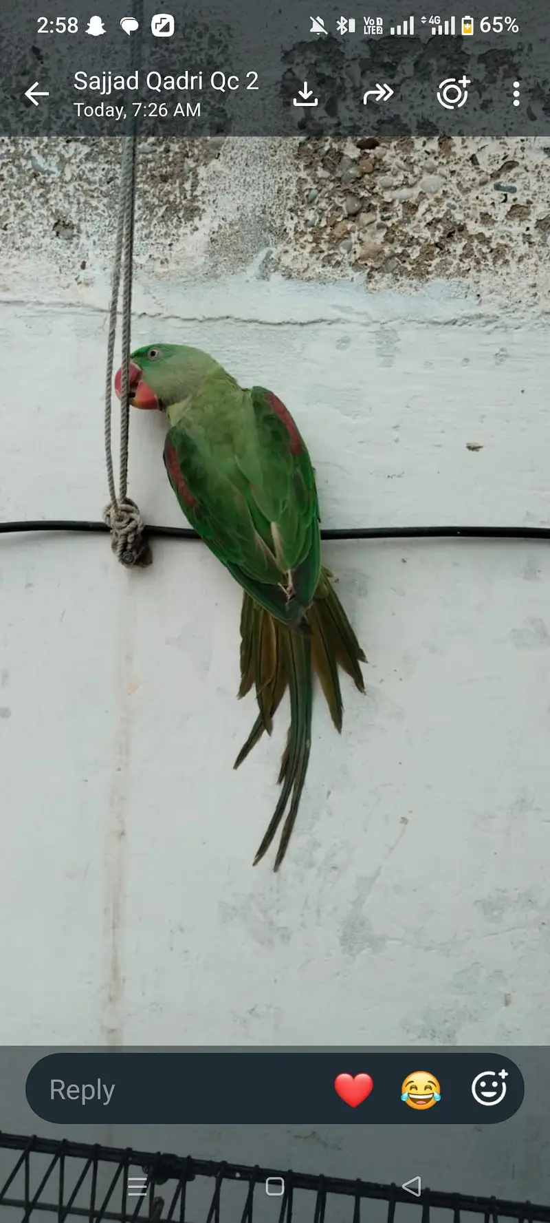 0324.2060400 raw parrot pair for sale — photo 2