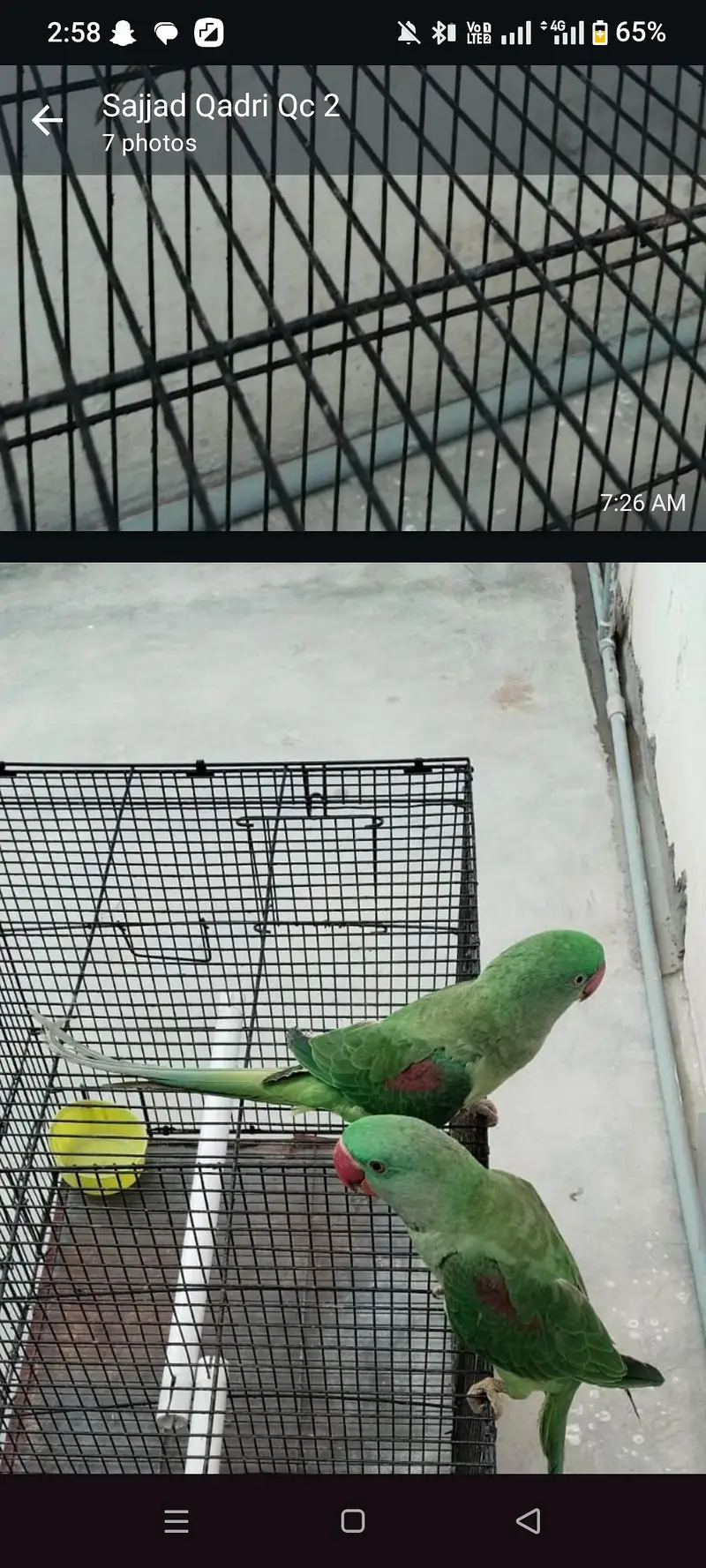0324.2060400 raw parrot pair for sale — photo 3