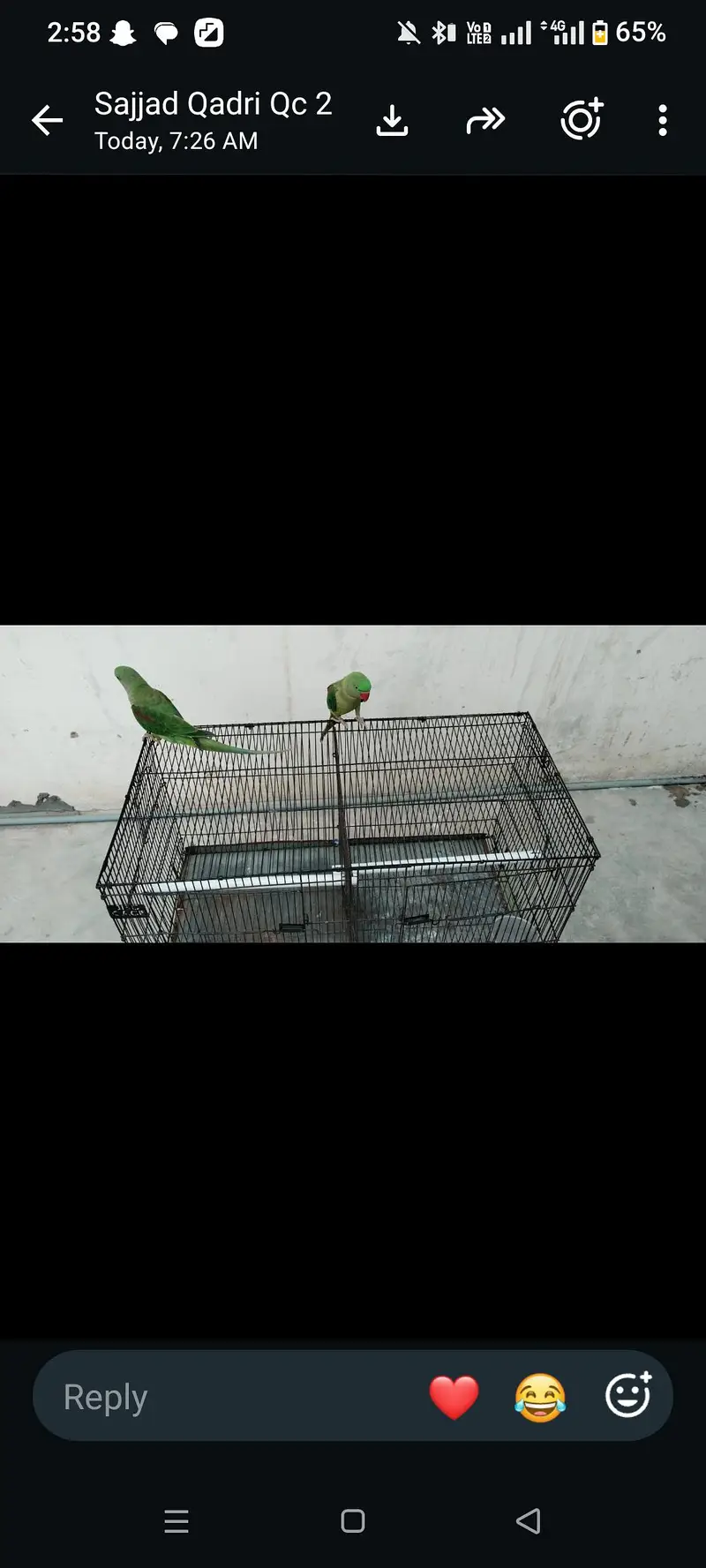 0324.2060400 raw parrot pair for sale — photo 4
