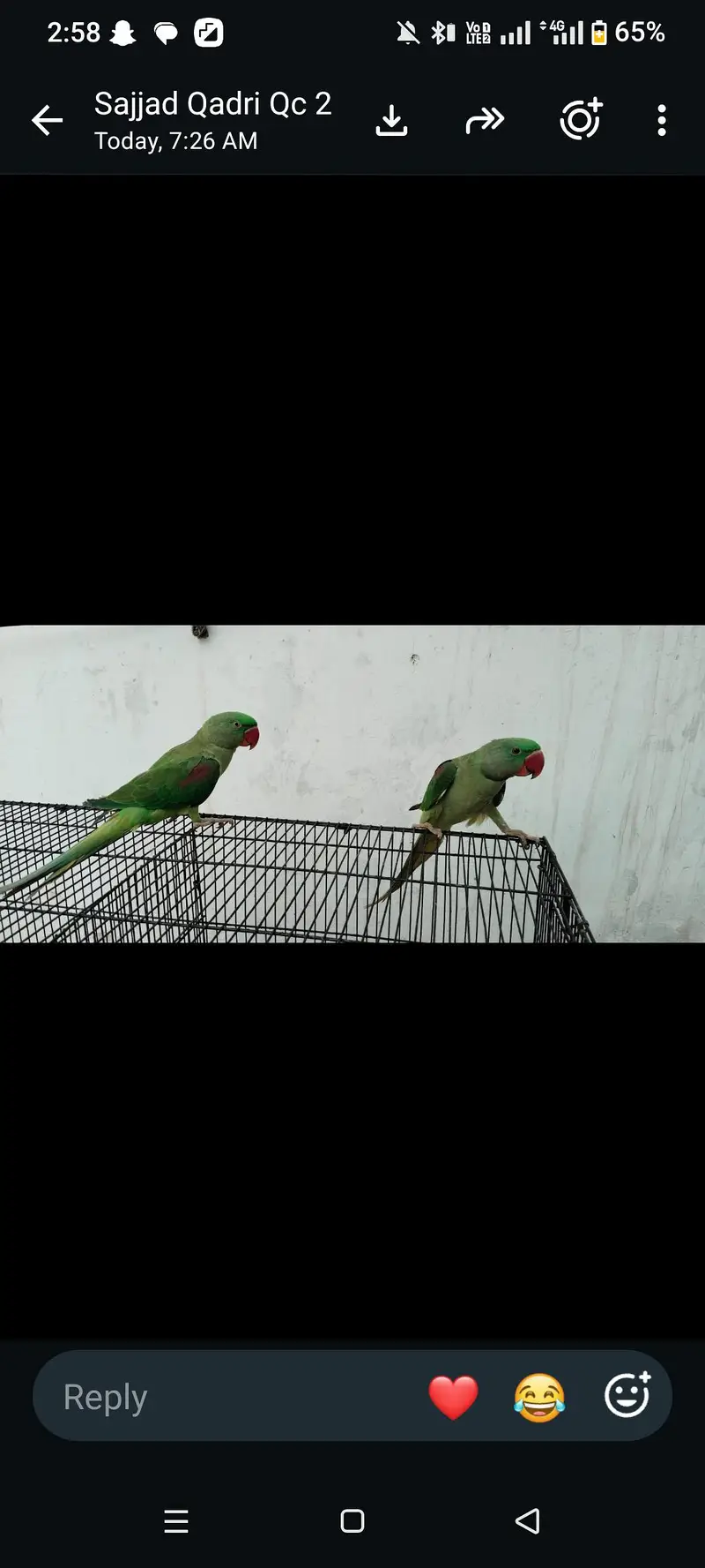 0324.2060400 raw parrot pair for sale — photo 5