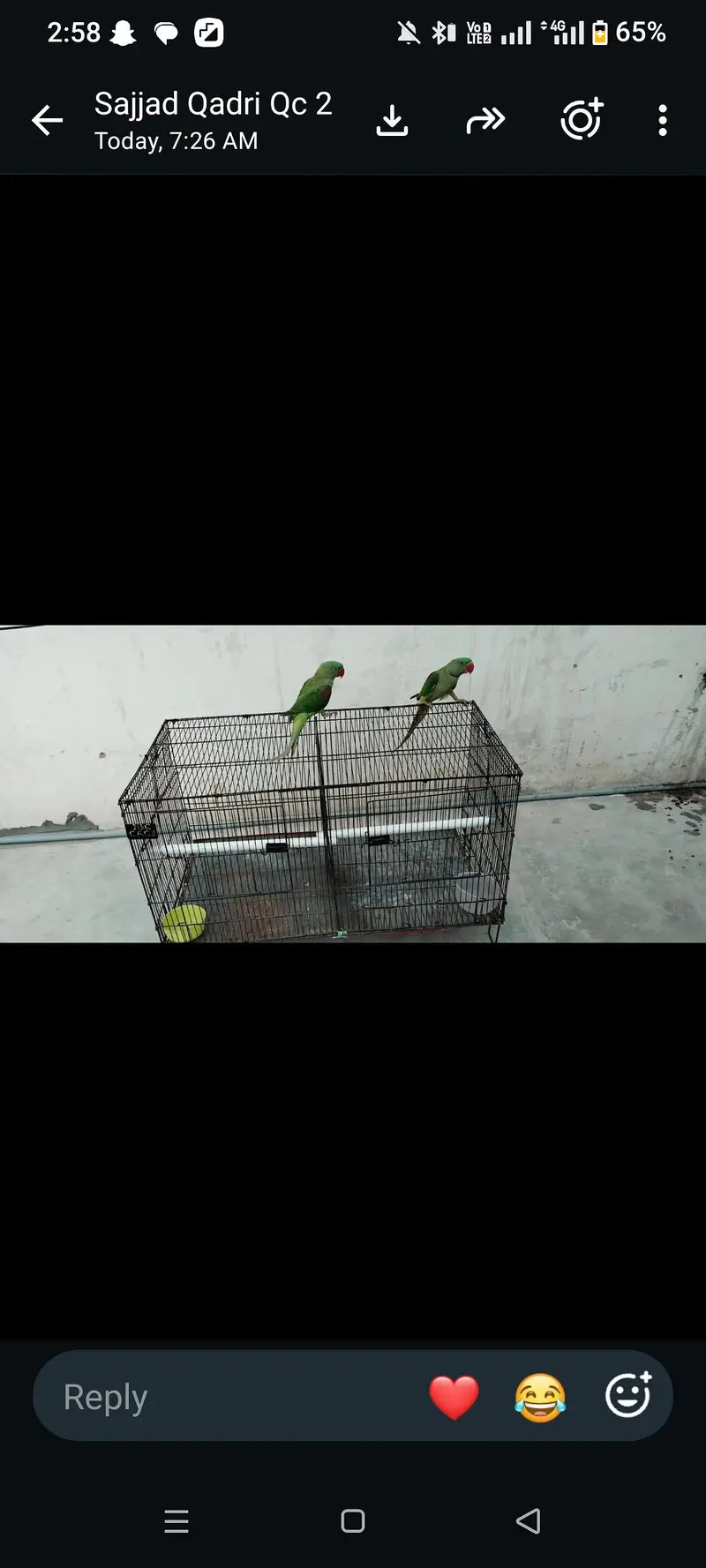 0324.2060400 raw parrot pair for sale — photo 6