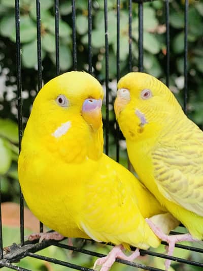 Australian Red Eyes Pair