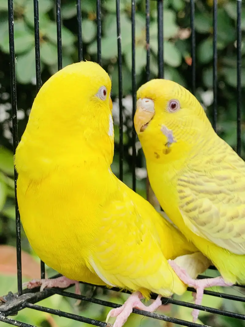 Australian Red Eyes Pair — photo 3