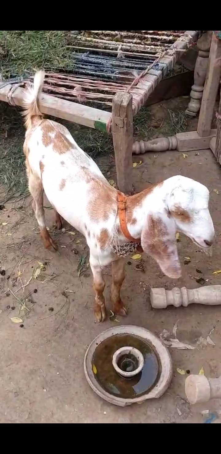 Lail puri path 5