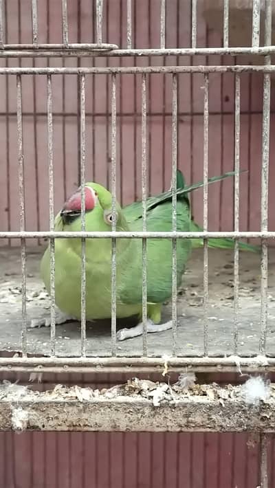 green ringneck pair for sale female hand tame h or baten bhi krti h